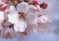 P15　桜.jpg